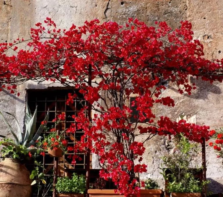 arbre bougainvilliers rouge mur maison à rome
