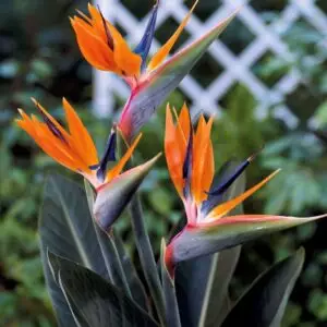fleur tropical oiseau du paradis jardin