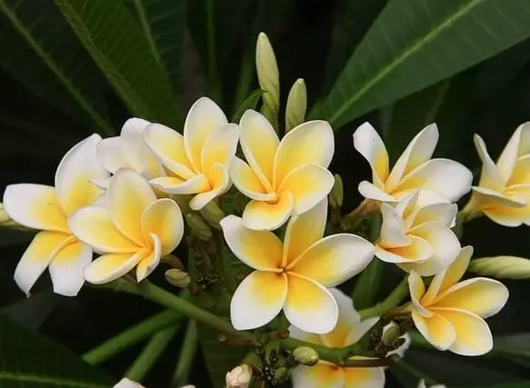 fleur plumeria blanc jaune
